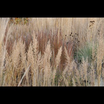 DE TUINEN VAN HOEGAARDEN winterbeeld (6)